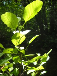 Alnus glutinosa